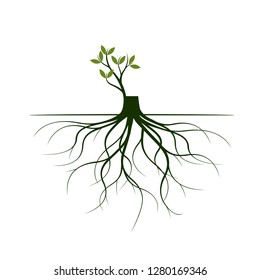 Tree Roots and germinate limb. Roots of plants. Outline Illustration.
