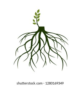 Tree Roots and germinate limb. Roots of plants. Outline Illustration.