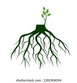 Tree Roots and germinate limb. Roots of plants. Outline Illustration.