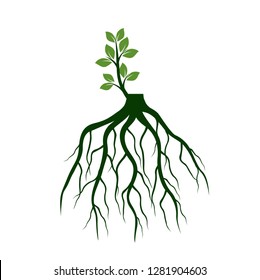 Tree Roots and germinate limb. Roots of plants. Outline Illustration.