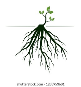 Tree Roots and germinate limb. Roots of plants. Outline Illustration.