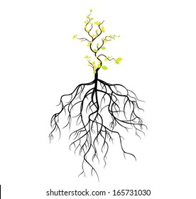  tree with roots isolated white background vector 