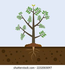 Tree with roots in soil. Plant in garden nature. tree growing in the ground agricultural .