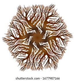 tree roots that develop in a circle