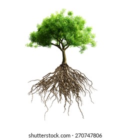 tree with roots vector