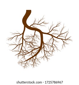 Tree roots. Vector illustration. Plants and gardens