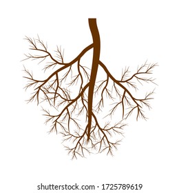 Tree roots. Vector illustration. Plants and gardens