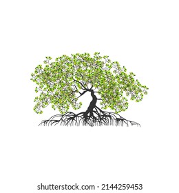 tree and roots vector illustrations, mangrove tree