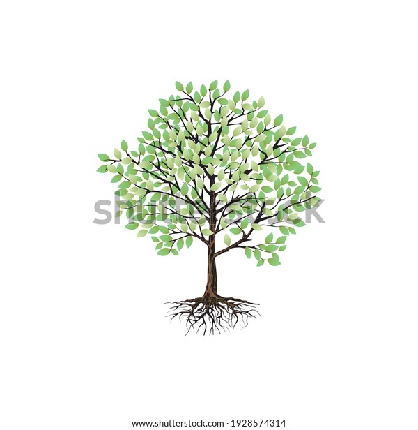 Tree Roots Vector Image Isolated On Stock Vector (Royalty Free ...