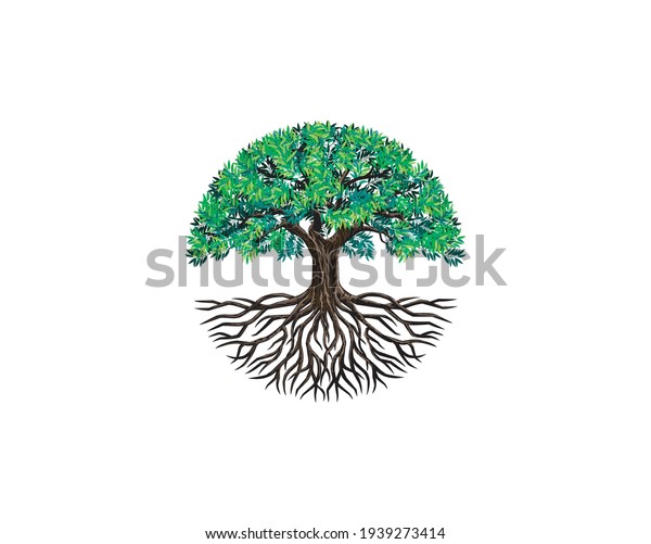 Tree Roots Vector Olive Tree Circle: เวกเตอร์สต็อก (ปลอดค่าลิขสิทธิ์ ...