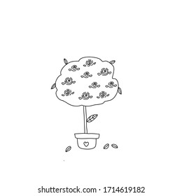 The tree of rose hand drawing 