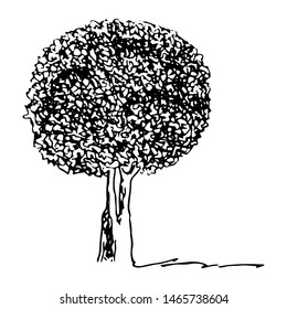 Tree with round crown, graphic style, outline drawing. Isolated black silhouette on white background. Vector illustration