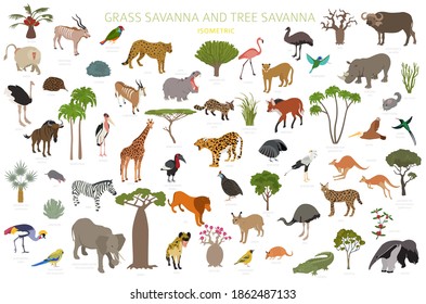 Tree savanna and grass savanna biome, natural region isometric 3d infographic. Woodland and grassland savannah, prarie, pampa. Animals, birds and vegetations ecosystem design set. Vector illustration svg