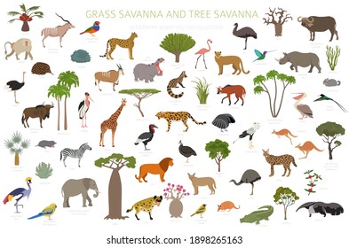 Tree savanna and grass savanna biome, natural region infographic. Woodland and grassland savannah, prarie, pampa. Animals, birds and vegetations ecosystem design set. Vector illustration