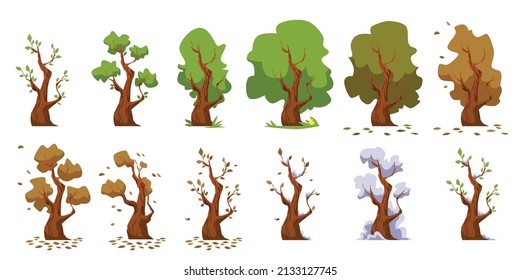 Tree seasonal changes cycle infographic set, flat vector illustration isolated on white background. Four season nature changes, plants yearly modification.