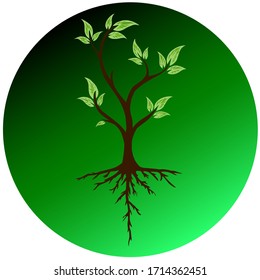 tree seedlings with roots. Green background