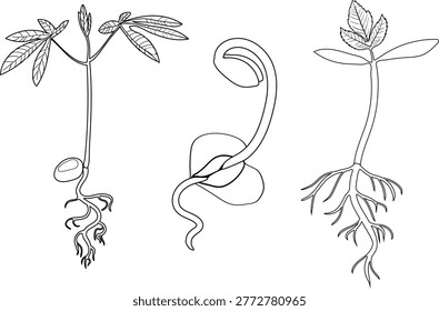 Tree seedlings with roots line art: Horse Chestnut (Aesculus hippocastanum), Birch (Betula pendula) and Rowan (Sorbus aucuparia)