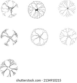 tree seen from above for architectural plans