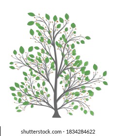 Tree with a set of branches with green leaves and berries on a light background