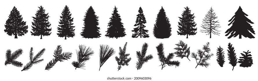 Tree Set. Сoniferous Branches. Spruce, Coniferous, Pine Silhouette. Isolated on White Background. Vector Black Hand Drawn Illustration. Forest and Park Elements. Deciduous trees. Winter Forest Set.