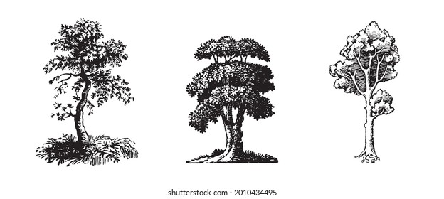 Tree Set. Different Tree Silhouette. Isolated on White Background. Vector Illustration. Forest and Park Elements. Deciduous trees. Nature collection. Black Hand Drawing Illustration.