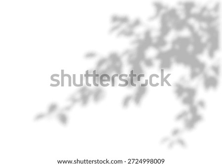 Tree shadow overlay on white background, vector illustration. Leaves branch shadows on the wall