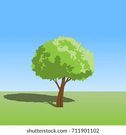 Tree and the shadow vector.