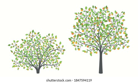 Tree and shrub with green leaves, berries and fruit on a white background