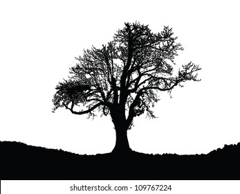 tree silhouette