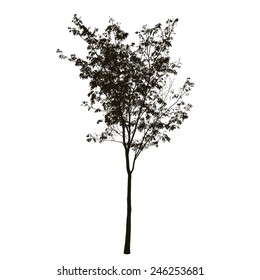 Tree silhouette