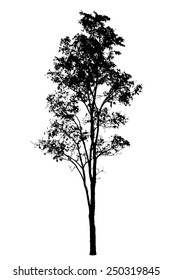 Tree silhouette