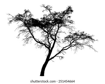 Tree silhouette