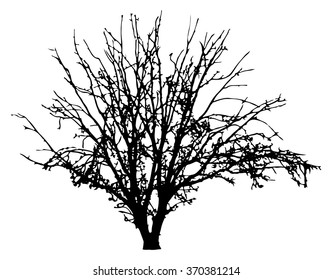 Tree silhouette