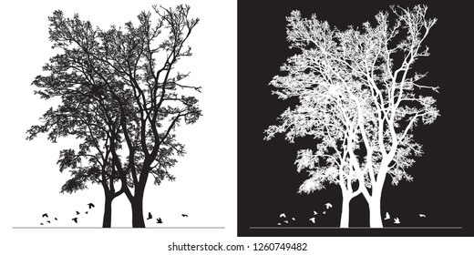Tree silhouette and birds - black and white vector illustration. Realistic detailed graphic image of natural forest plant with bare branches without leaves.