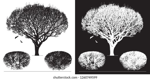 Tree silhouette and birds - black and white vector illustration. Realistic detailed graphic image of natural forest plant with bare branches without leaves.