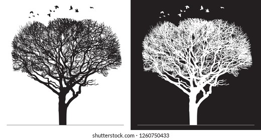 Tree silhouette and birds - black and white vector illustration. Realistic detailed graphic image of natural forest plant with bare branches without leaves.