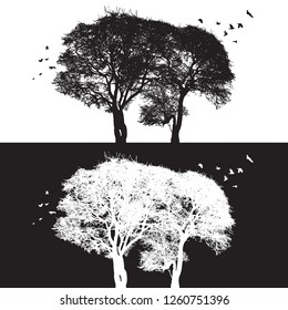 Tree silhouette and birds - black and white vector illustration. Realistic detailed graphic image of natural forest plant with bare branches without leaves.