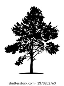 Tree silhouette, black pine on white background.