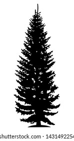 Tree silhouette, black spruce on white background.