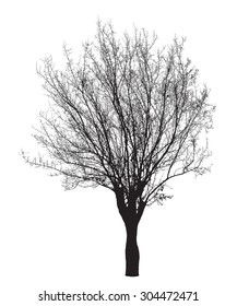 Tree silhouette : Detailed vector