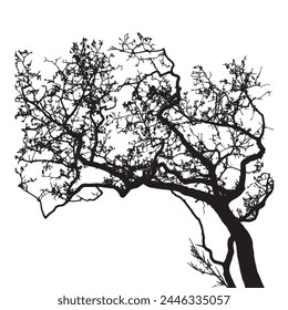 Tree silhouette - detailed vector on white background