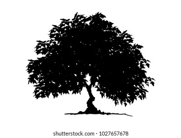 tree silhouette isolated on white background