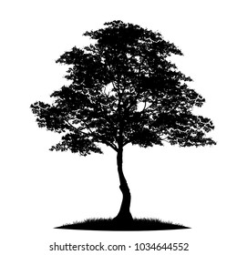 tree silhouette isolated on white background