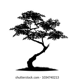 tree silhouette isolated on white background