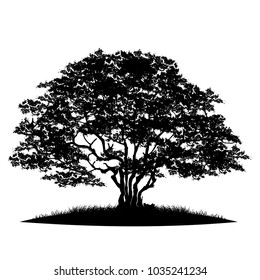tree silhouette isolated on white background