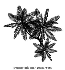 tree silhouette isolated on white background.
