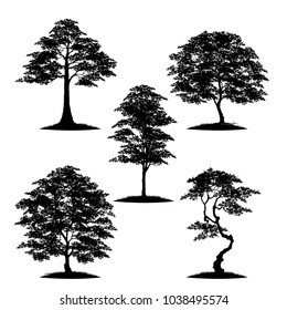 tree silhouette isolated on white background.
