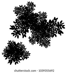 tree silhouette isolated on white background.