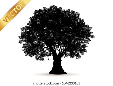 tree silhouette isolated on white background.
