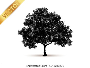 tree silhouette isolated on white background.
